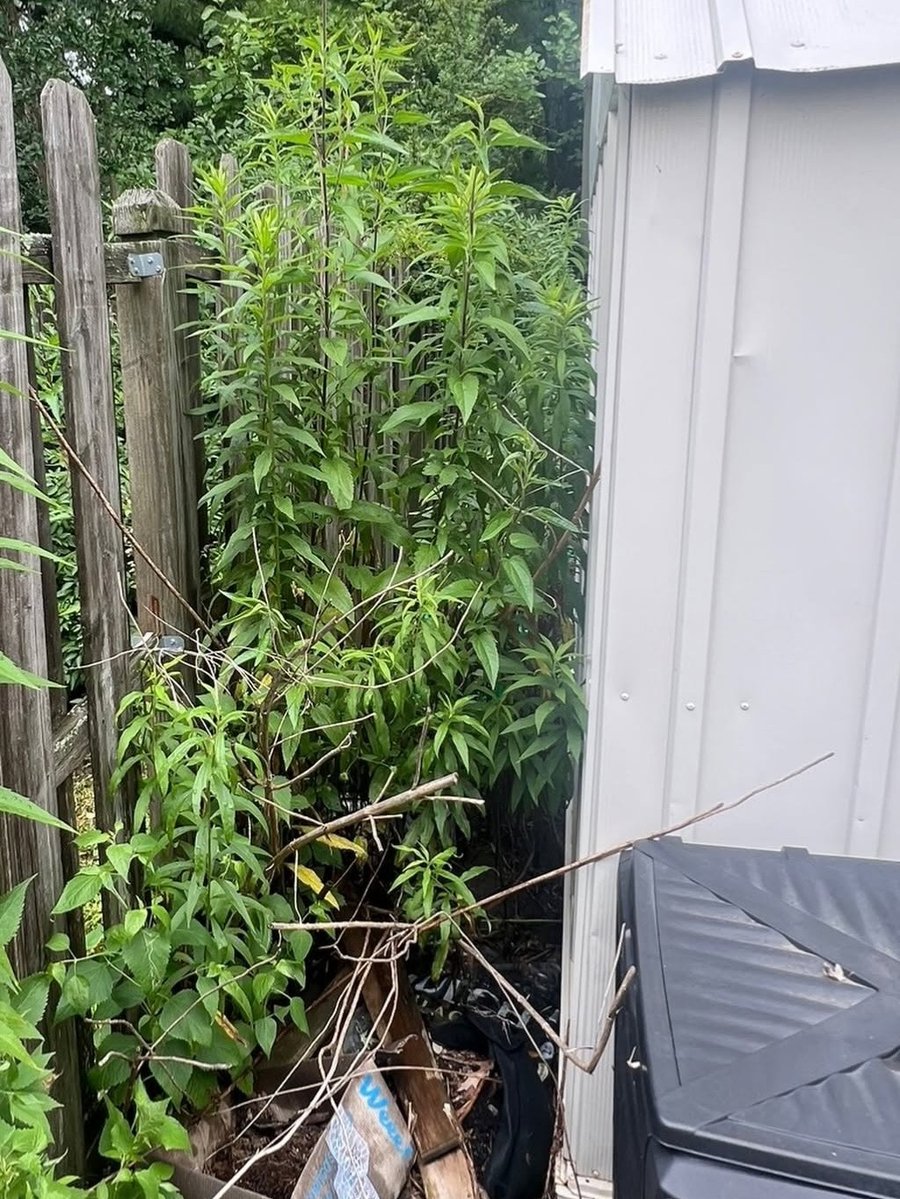 Overgrown narrow side yard before clean up